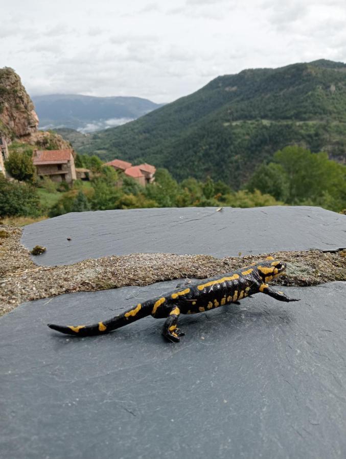 Cal Ferrer Habitatge Rural Βίλα Cava Εξωτερικό φωτογραφία